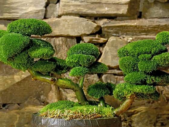 Mechová bonsaj bude u vás doma originální dekorací (Zdroj: Prima DOMA MEDIA, s.r.o.)