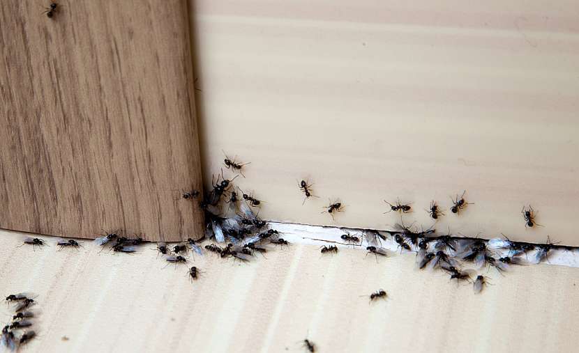 Mravenci proniknou domů každou vhodnou škvírou