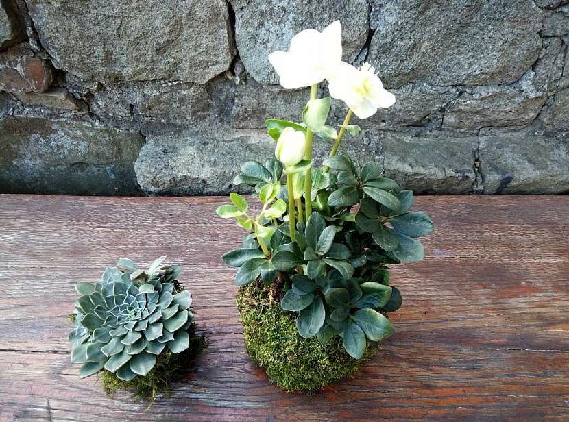 Sukulent vložíme do navlhčeného mechu a dobře obmotáme drátkem