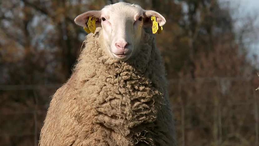 Ovce jsou chytrými a užitečnými společníky