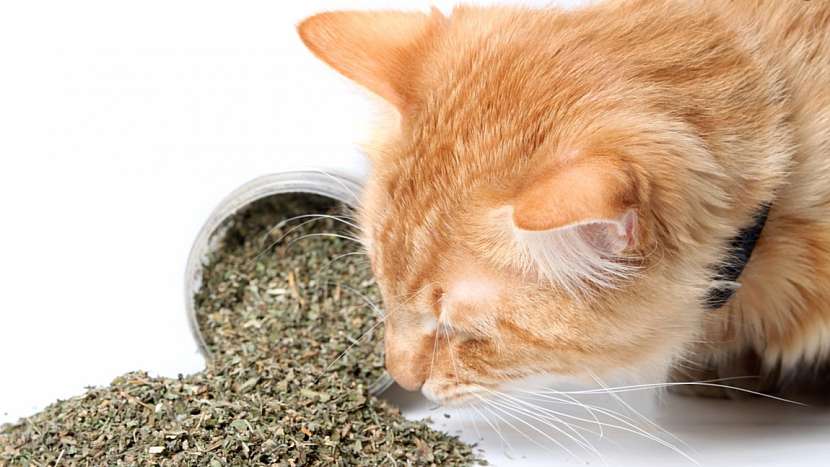 Po kterých bylinkách kočky šílí: stejně jako čerstvá působí i sušená šanta
