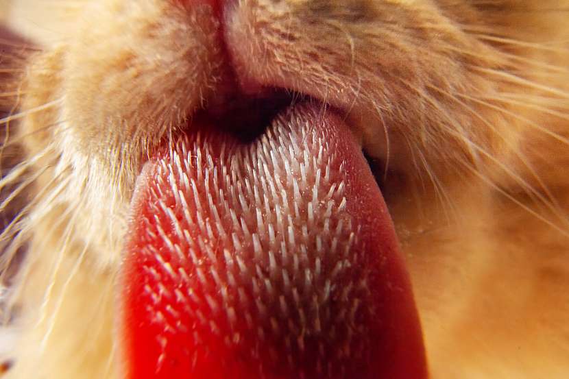 Kočičí jazyk má asi 5krát méně chuťových pohárků než psi 