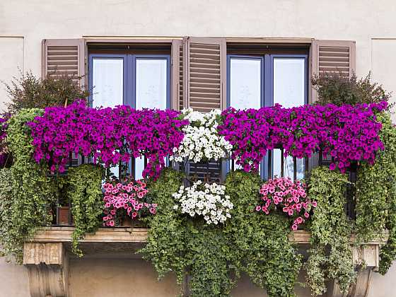 Rozkvetlé letní balkony lákají svou záplavou pestrých květů (Zdroj: Depositphotos)