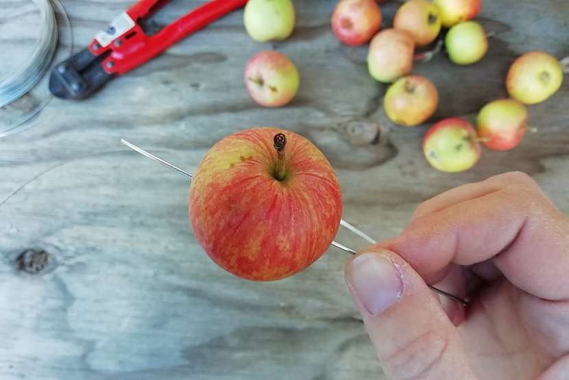 Podzimní věnec z malých jablíček: ustřihněte drát