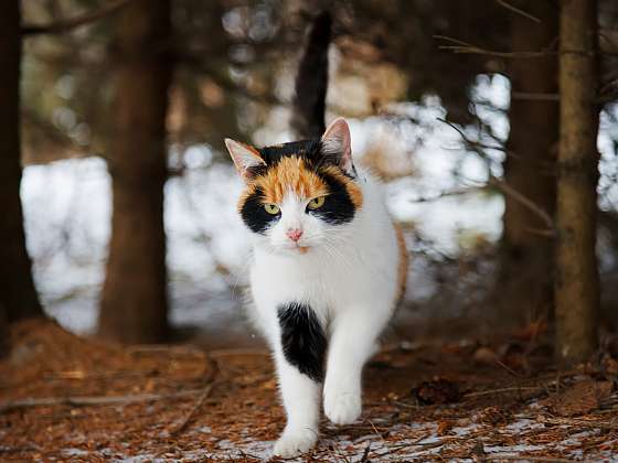 Péče o kočku v zimě nespočívá jen v krmení (Zdroj: Depositphotos (https://cz.depositphotos.com))
