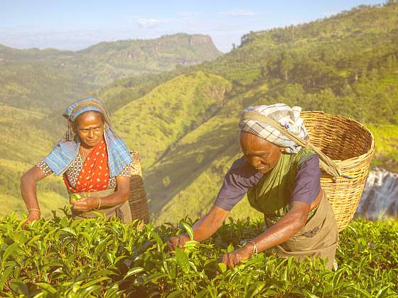Sběrači čajových lístků na čajovníkových plantážích (Zdroj: Depositphotos (https://cz.depositphotos.com))