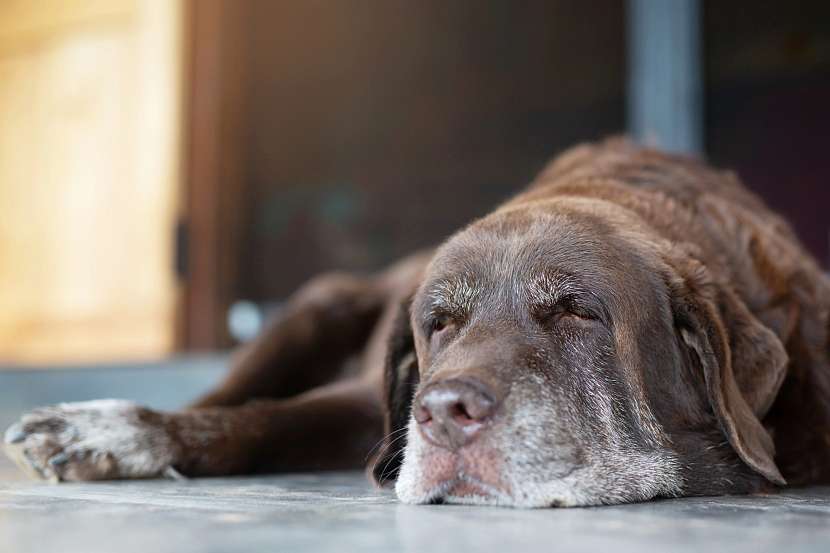 Pokud pes vykazuje známky bolesti kloubů, navštivte veterináře