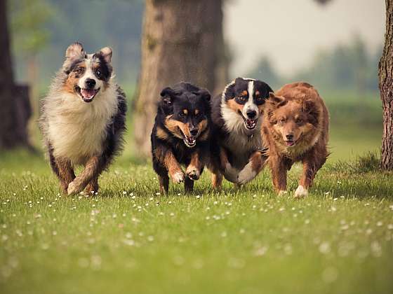 Psi jsou stále častěji ohroženi možnou otravou (Zdroj: Depositphotos (https://cz.depositphotos.com))