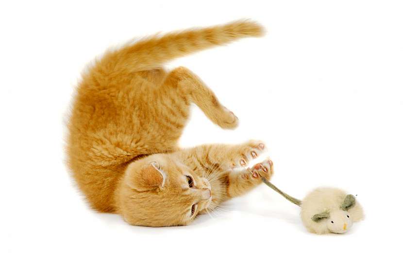 Kočka s hračkou
