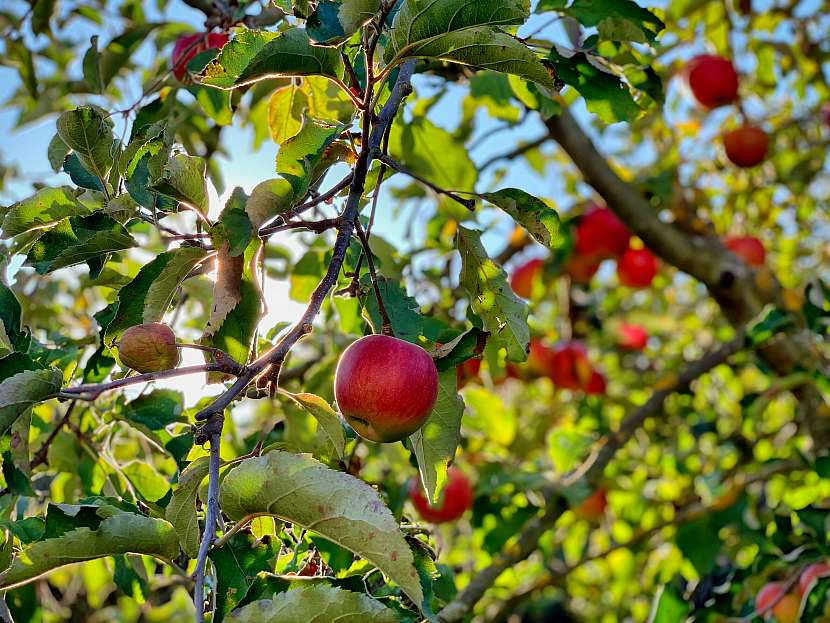 K výrobě moštu se jablka sklízí v září a říjnu