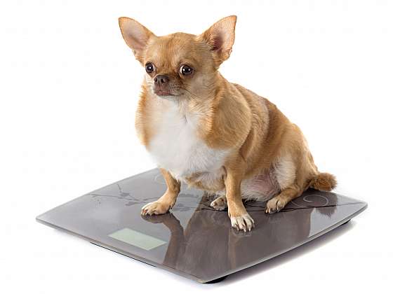 Jak nejlépe krmit pejska, který má kila navíc? Nadváha trápí až 50 % psů. (Zdroj: Depositphotos)