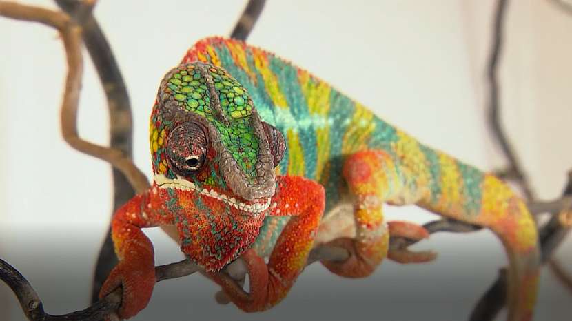 Zářivé barvy spokojeného chameleona