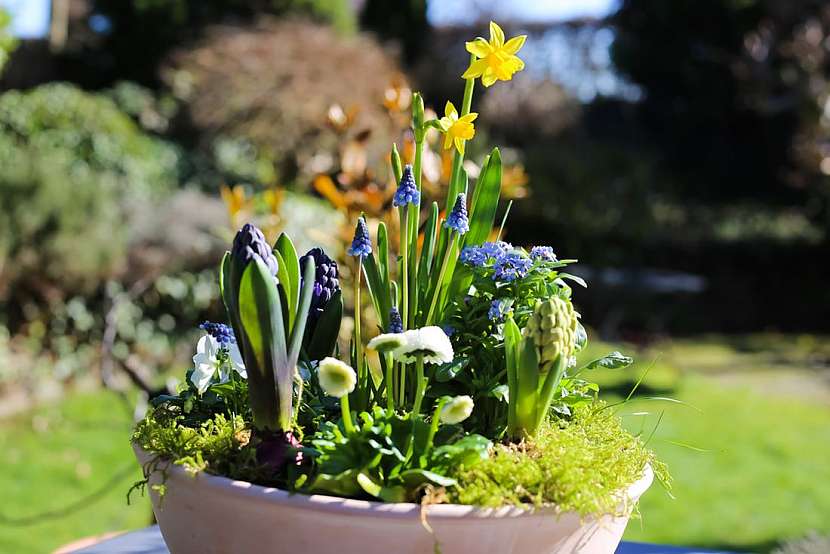 Jarní cibuloviny přinášejí na zahradu, ale i na balkony, terasy a do interiérů první záplavu barev