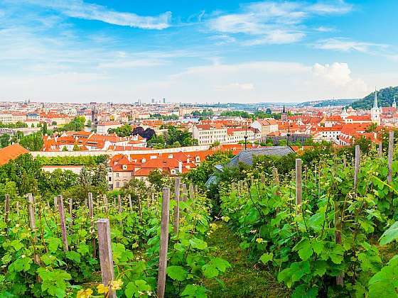 Tip na skvělý výlet: Svatováclavská vinice na Pražském hradě nabízí také úchvatný výhled (Zdroj: vinazmoravyvinazcech.cz)