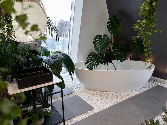 Některé pokojové rostliny v bytě jsou skutečně dlouhověké (Depositphotos (https://cz.depositphotos.com))