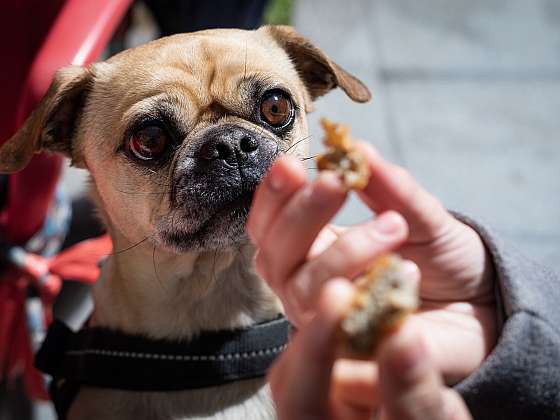 Když pes žebrá o jídlo, musíte být jako skála (Zdroj: Yoggies s.r.o.)