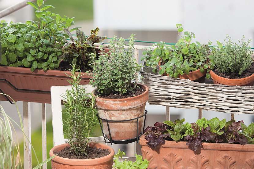 Proměňte svůj balkon či terasu v bylinkový ráj