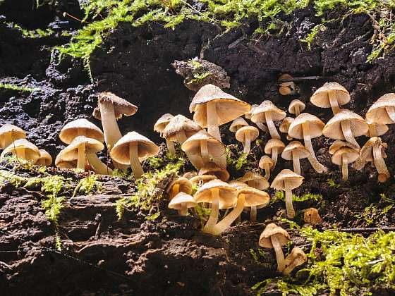 Vyražte v únoru na houby. Nevěřte, že rostou? (Zdroj: Depositphotos)