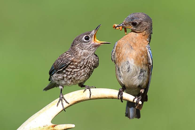 Díky velkému odlivu hmyzu hynou i zpěvní ptáci