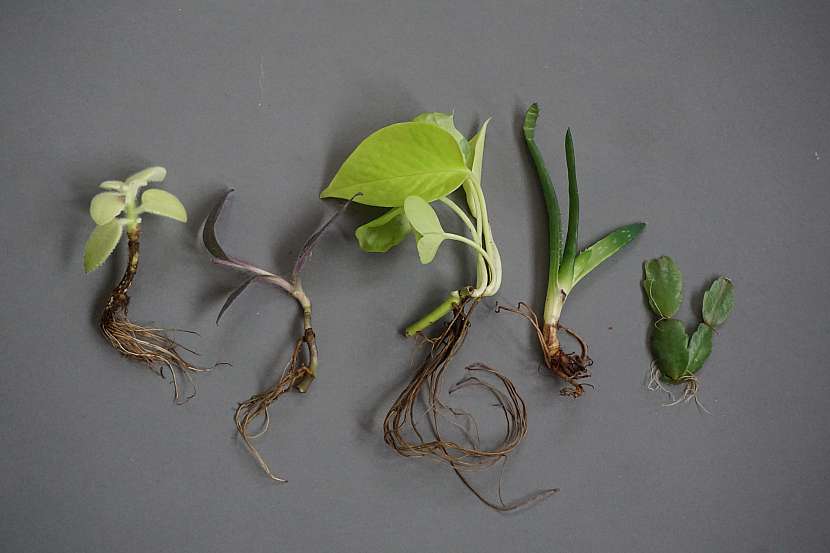 Proč utrácet za nové rostliny, když si ty nejmilejší můžete vypěstovat od kořínku sami