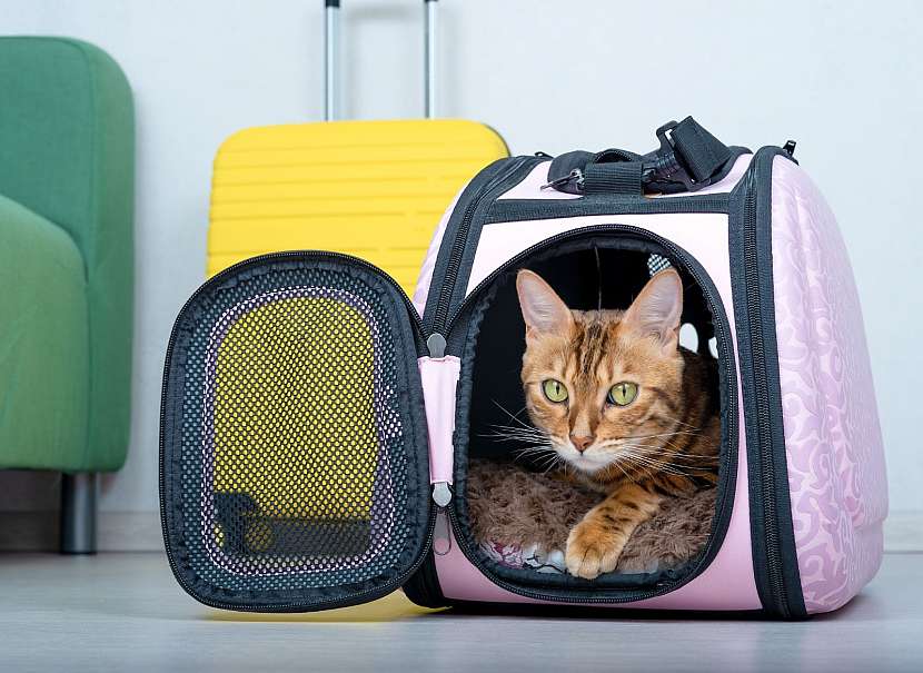 Přepravní tašky pro kočky mají ventilační otvory nebo síťky