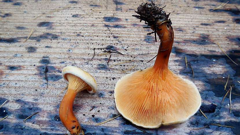 Adventní houby: lištička pomerančová (Hygrophoropsis aurantiaca)