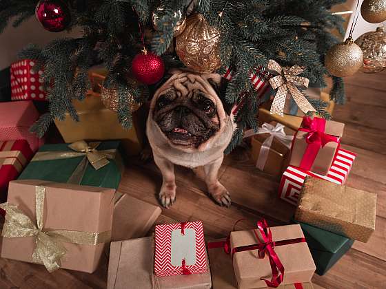Užijte si vánoční pohodu se psem (Zdroj: Unsplash)