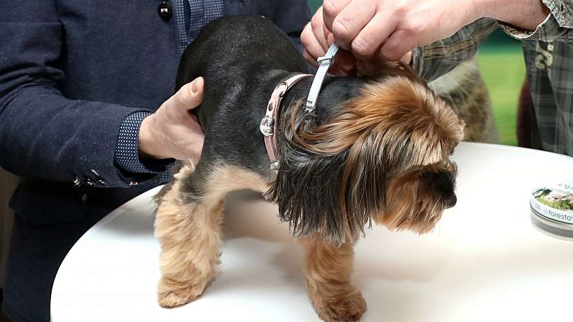 Chraňte psa před boreliózou: vyberte vhodné antiparazitikum