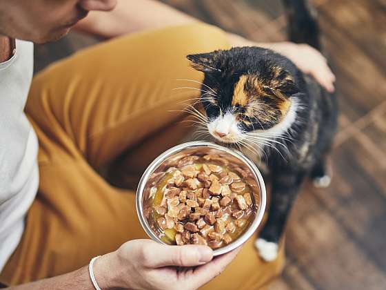 Kastrované kočky potřebují seciální výživu (Zdroj: Depositphotos (https://cz.depositphotos.com))