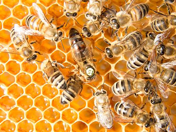 Začněte s chovem včel právě teď (Zdroj: Depositphotos)