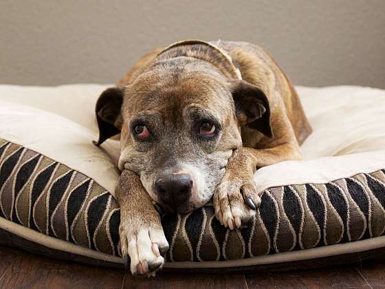 Starý pes vyžaduje zvláštní péči (Zdroj: Depositphotos (https://cz.depositphotos.com))