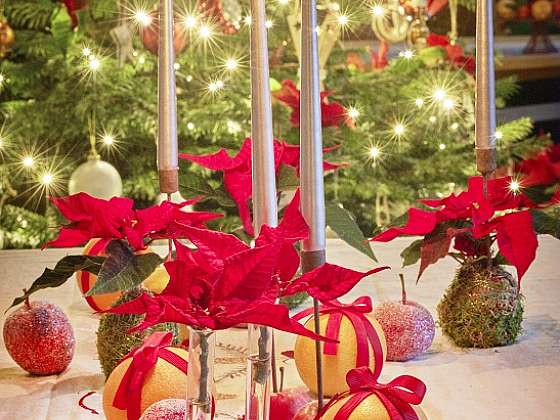 Mezi oblíbené vánoční dekorace patří bezesporu i pryšec nádherný, známější spíše jako vánoční hvězda (Zdroj: Stars for Europe)