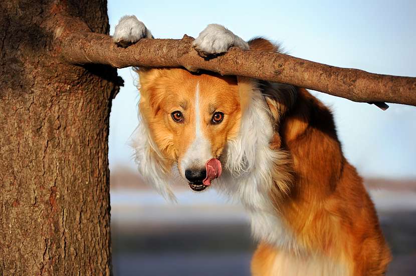 Pes visí na větvi