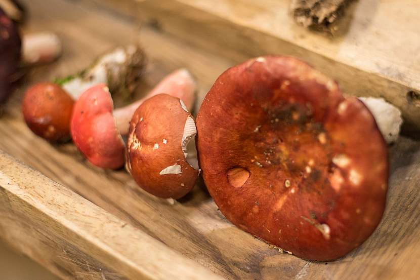 Podzimní houby jedlé, nejedlé i jedovaté 5