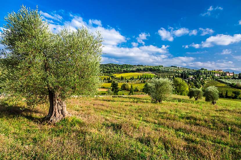 Olivové háje jsou často velmi staré a neopakovatelným způsobem dotvářejí krajinu jižní Evropy