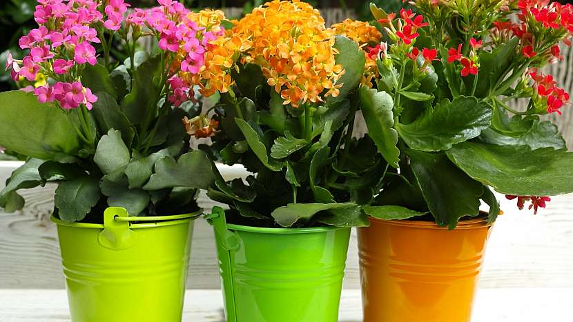 Pokojové rostliny potřebují na jaře přesadit: v době květu přihnojujeme jednou až třikrát za měsíc