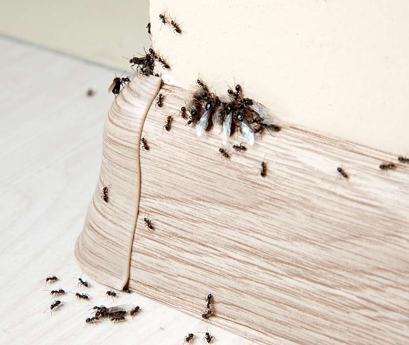 Mravenci si budují své cestičky kolem dveří i oken