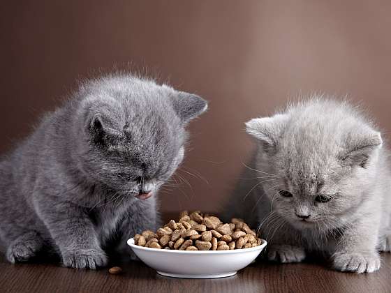 Koťata jsou krmena mlékem, ale dospělé kočky potřebují plnohodnotnou stravu (Zdroj: Depositphotos)