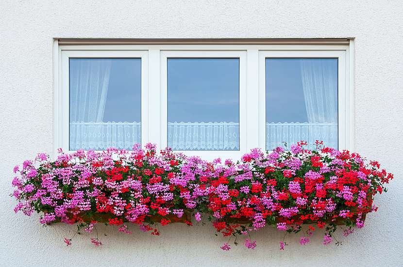 Pelargonie jsou balkonové a truhlíkové květiny