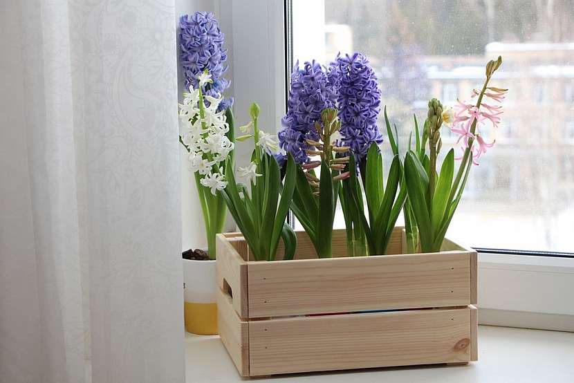 Hyacinty a modřence můžete pěstovat pouze ve vodě