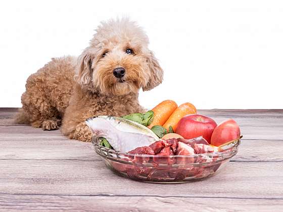 Je barf strava pro psy náhražkou přirozené stravy? (Zdroj: Depositphotos (https://cz.depositphotos.com))
