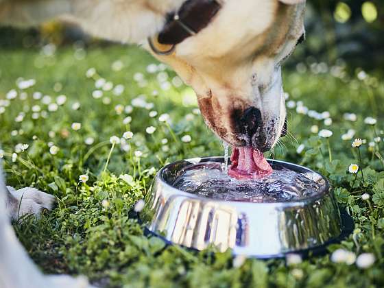 Pitný režim v létě je důležitý i pro našeho psa (Zdroj: Depositphotos)
