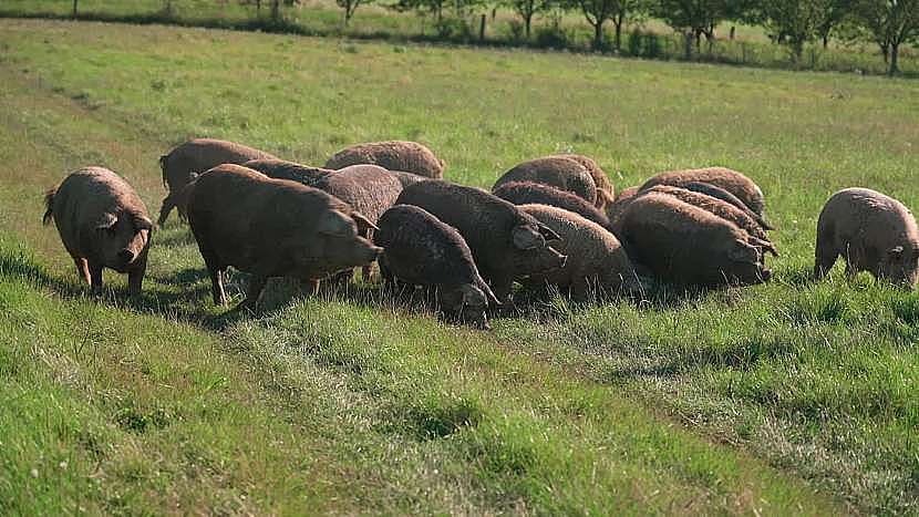 Prasátka mangalica jsou výjimečná