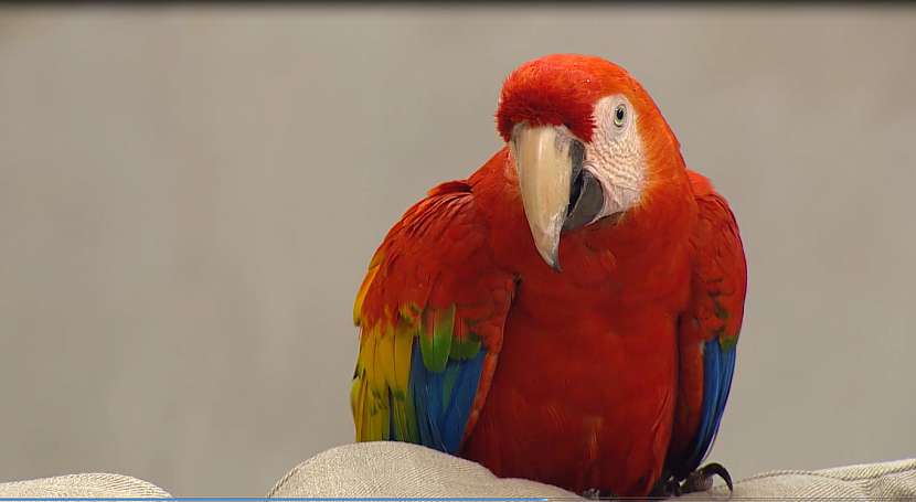 Námluvy u papoušků 4