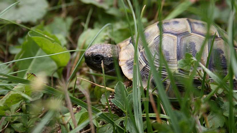 Mládě želvy zelenavé v trávě
