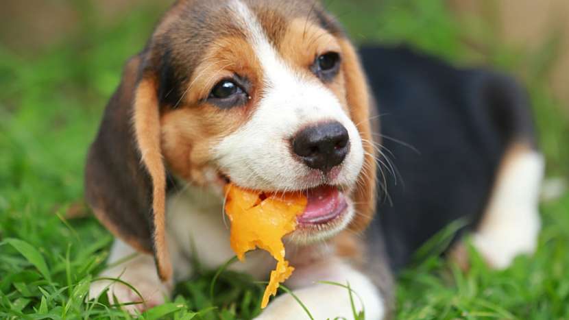 4 nejčastější psí mýty: ovoce je pro psy zdravé