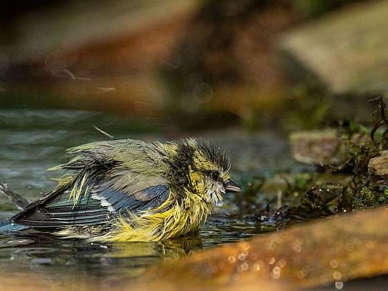 Jak se vybavit pro fotografování ptáků ve volné přírodě (Zdroj: Tomáš Čmuchálek)