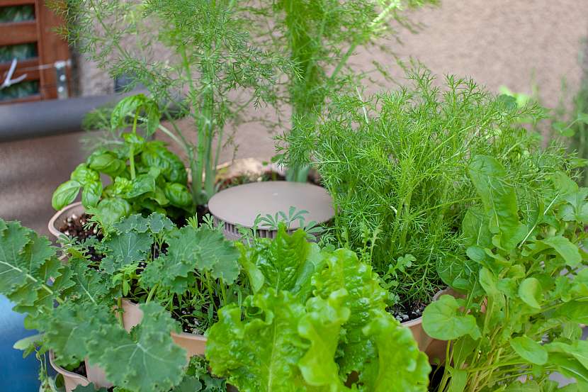 Nezapomeňte na bylinky, salát a další, vlastní úroda je to nejlepší, co můžete z balkonu mít