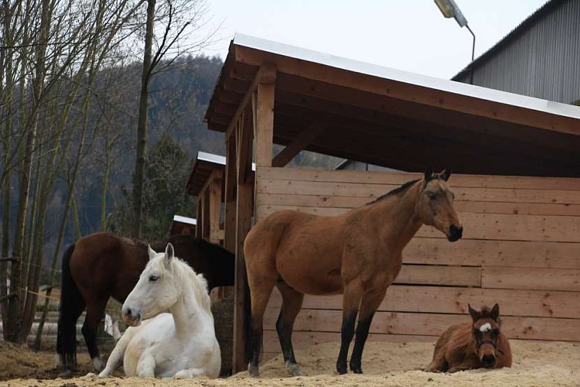 Farma Ujčov nabízí celoročně hodinové procházky na koňském hřbetě