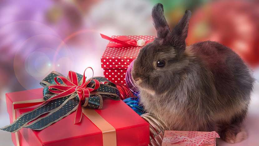 Jaký vánoční dárek by si asi přál králíček?